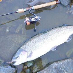なかなか難しい放流日　～天竜川ルアーフライテンカラ専用区～